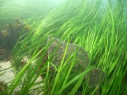 Fish swims in seagrass habitat.