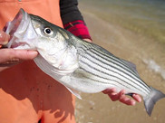 Rockfish are one of the fish treasured by Chesapeake anglers.