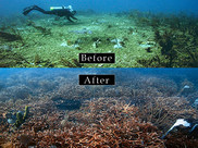 Before and after photos of coral reef habitat restored after a ship grounding. 