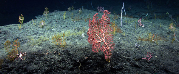 Underwater image of colorful deep sea corals in the Gulf of Mexico.