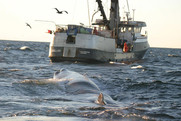 Sperm Whale Foraging