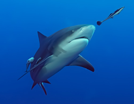 Bull shark swimming after a fish. 