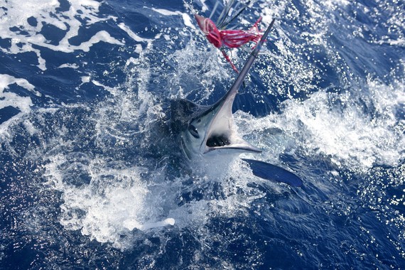 Atlantic white marlin with fishing lure