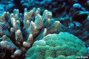 Coral Pocillipora and Porites