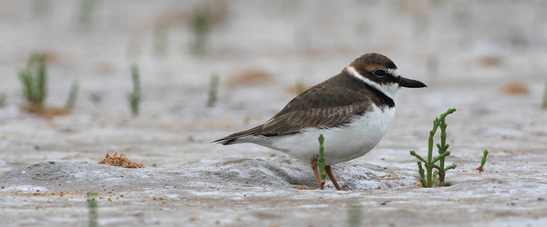 A Wilson's Plover stands on a sandy beach in Alabama.