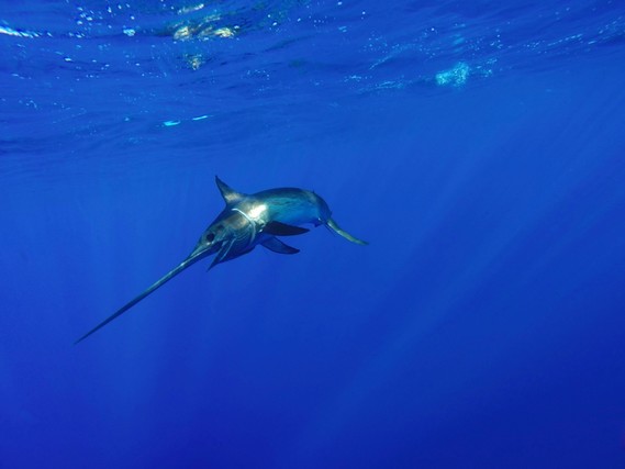 Swordfish swimming alone