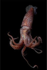 A strawberry squid. Photo: NOAA Fisheries