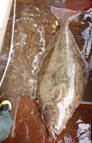 An adult Atlantic halibut is one of the largest fish in the Gulf of Maine. Photo: NOAA Fisheries