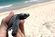 ridley sea turtle