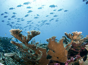 A large coral on a reef with dozens of fish swimming above and around it.