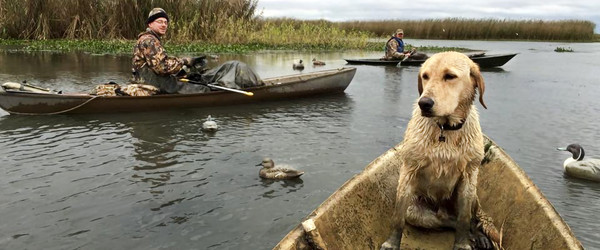 Three small boats called "pirogues" float in open water near a marsh. One boat has a dog and the other two have hunters. Duck decoys float nearby.