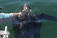 Researcher about to place a suction cup tag on a leatherback turtle in Cape Cod Bay. Photo-NOAA Fisheries