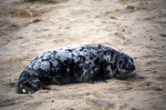 A gray seal pup with satellite tag and flipper tag.
