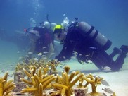Coral restoration in the Florida Keys.