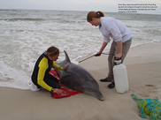 A stranded dolphin on the beach being cared for by scientists.
