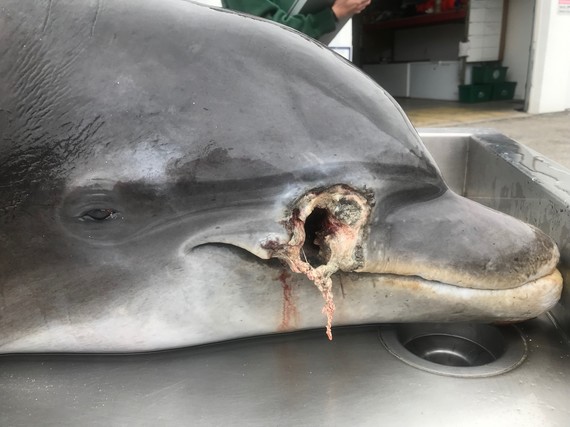 Dolphin impaled or shot Naples 2020