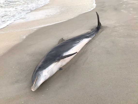 Dolphin impaled or shot Naples 2020_ credit FWC
