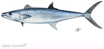 king mackerel fish image