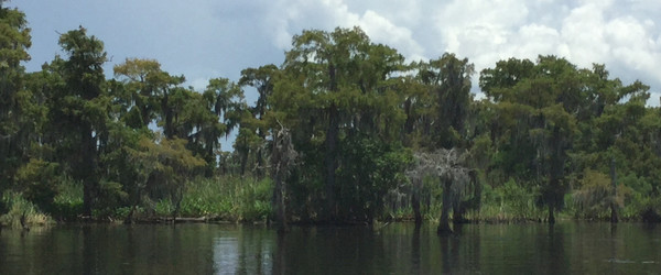 A shore in Louisiana's Lake Salvador with trees on the bank.