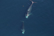 Two North Atlantic right whales feeding at the surface. Credit: NOAA Fisheries/Allison Henry