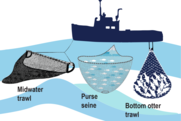 Atlantic Herring Industry-Funded Monitoring, NOAA Fisheries
