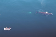 A research team studies North Atlantic right whales from a small boat, NOAA Fisheries