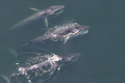 Finback Whales, NOAA Fisheries