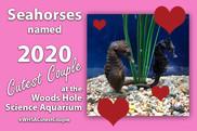 Woods Hole Science Aquarium Valentine's Day
