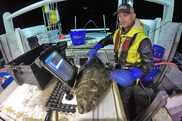 Dominique St. Amand works up an Atlantic halibut on the FV Mary Elizabeth during the cooperative Gulf of Maine longline survey.