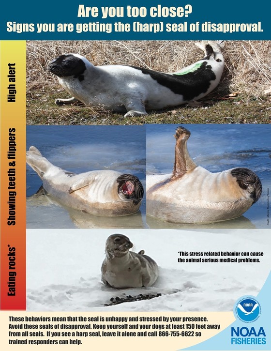 Harp seal signs of stress
