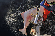 halibut