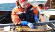 A NOAA observer collecting scale samples from a yellowtail flounder. NOAA Fisheries