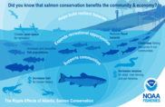 The Ripple Effects of Atlantic Salmon, NOAA Fisheries