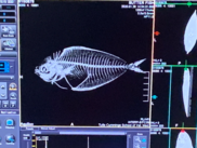 CT scan of the Butterfish skeletal structure, NOAA Fisheries
