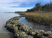 A living shoreline project shows bags of oyster bag lining a salt marsh
