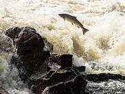 Atlantic salmon jumping out of water.