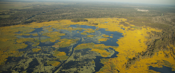 Aerial view of different habitats along the Louisiana coast.