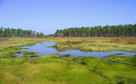 Marsh in Grand Bay National Estuarine Research Reserve.