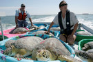 Scientists transport rehabilitated sea turtles back out to the Gulf waters for release.