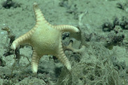 sea star
