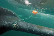 whale entanglement