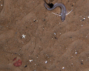 A red hake on the ocean bottom. NOAA Fisheries