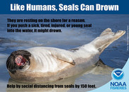 Help Seals by Keeping 150 Feet Distance, NOAA Fisheries