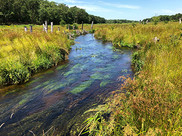 a narrow stream flows through wetland vegetation