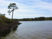 Marsh along the shore of Weeks Bay, Alabama. Photo: Stephen Heverly/NOAA Fisheries