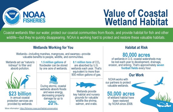 Infographic: Value of Coastal Wetland Habitat