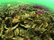 Oysters in the Little Choptank River.