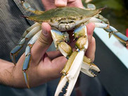 A scientist holds a blue crab.