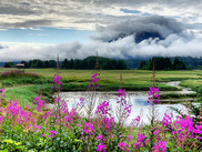 Landscape of a wetland with purple flowers in the foreground and swirling clouds in the background.