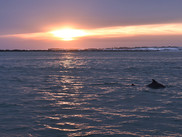 Sunset over dunes and marsh in Destin Florida, a dolphin dorsal fin breaches the water in the foreground.